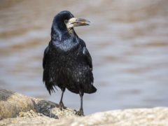 Что нельзя делать 17 марта на Герасима Грачевника: традиции и приметы