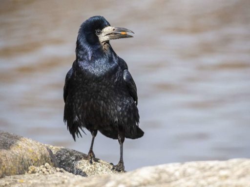 Что нельзя делать 17 марта на Герасима Грачевника: традиции и приметы