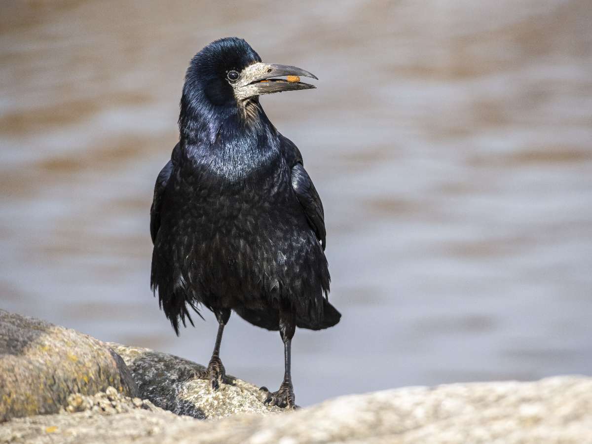 Что нельзя делать 17 марта на Герасима Грачевника: традиции и приметы