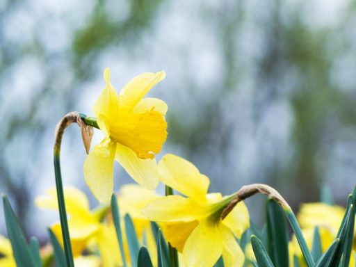 Иначе счастье дом покинет! Что категорически нельзя делать на Василия Капельника