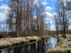 Как привлечь деньги и загадать желание в Ефимов день 24 марта