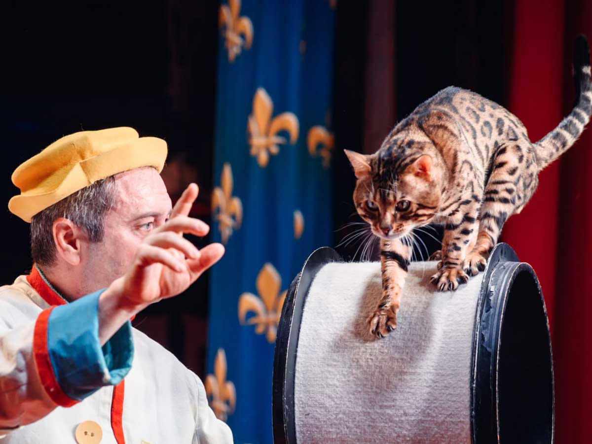 Премьера в Театре кошек Куклачёва