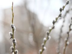 Вербоносица 21 марта: что можно и нельзя делать по народным приметам