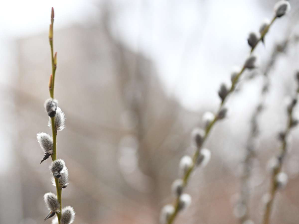 Вербоносица 21 марта: что можно и нельзя делать по народным приметам