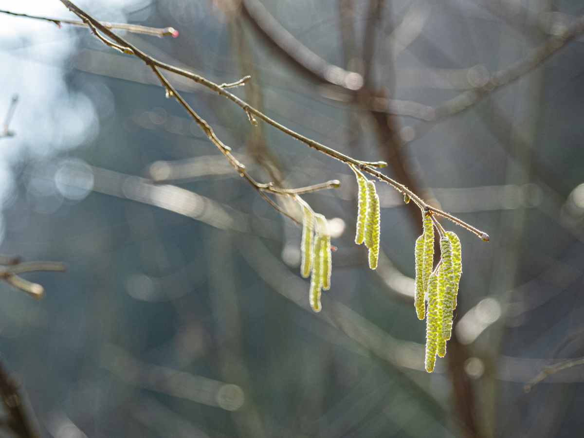 17 апреля — Иосиф Песнопевец: почему нельзя покупать новые вещи и долго спать