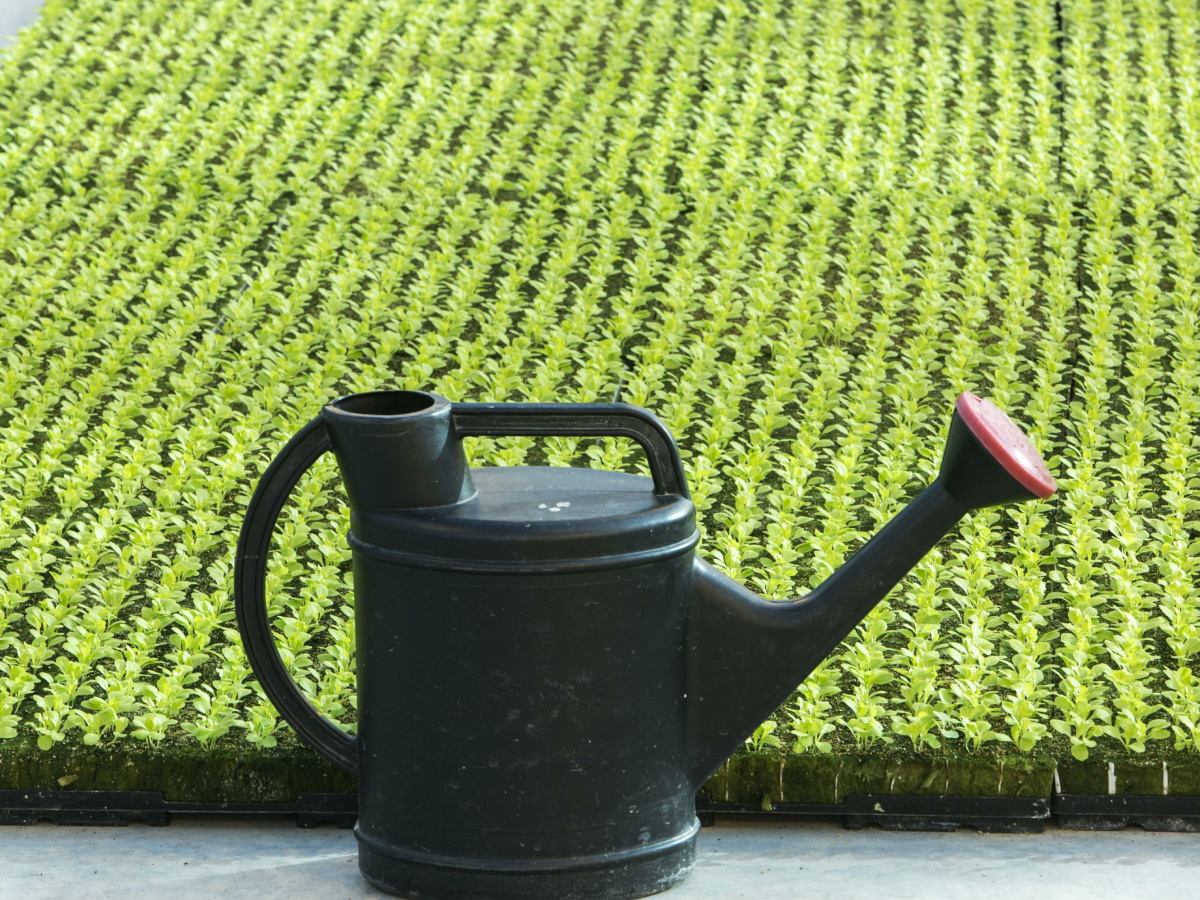 Держимся подальше от воды, не даем в долг: главные запреты в день Ирины Рассадницы 29 апреля