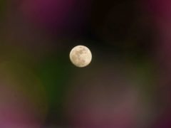 В ночь с 1 на 2 апреля взойдет Розовая Луна: где и как ее можно увидеть