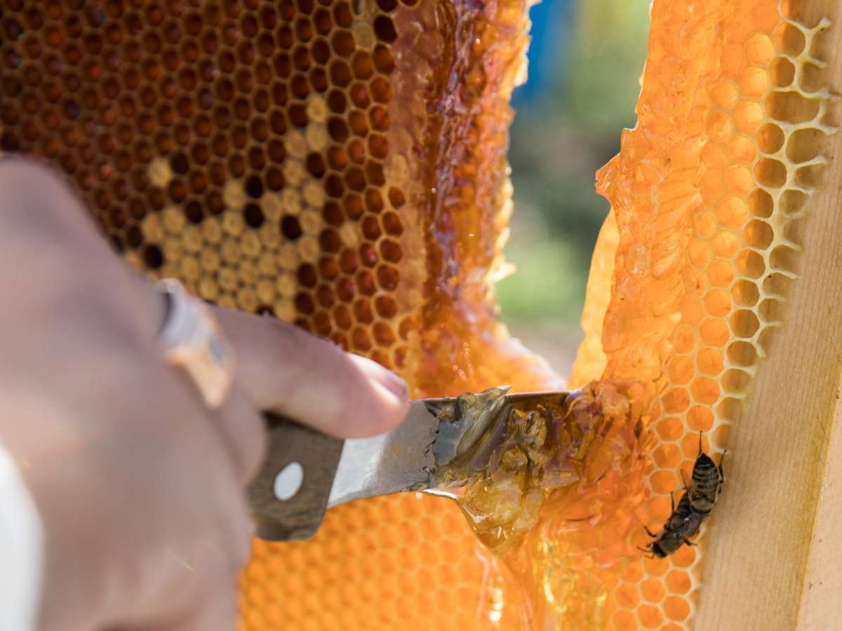 Зосима Пчельник: что обязательно нужно сделать 30 апреля для здоровья и урожая