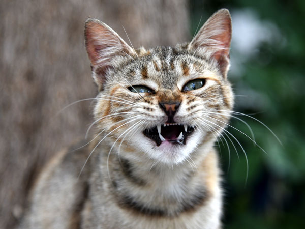 «Кот»
