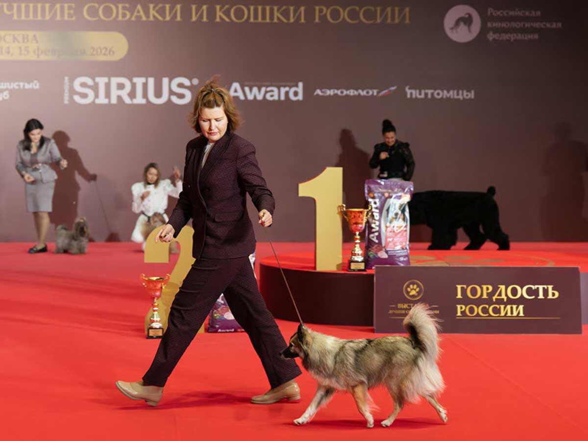 «Лучшие собаки России. Шоу чемпионов»