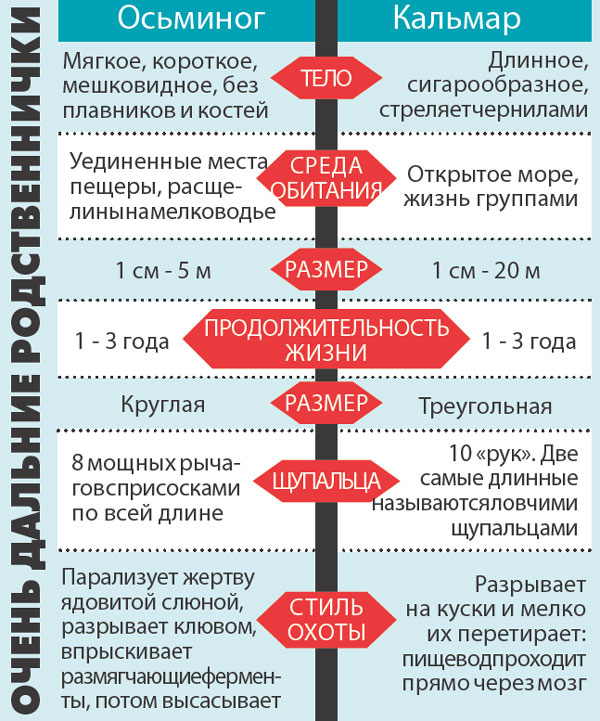 «Осьминог»