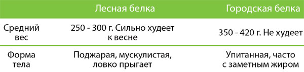 «Белка»