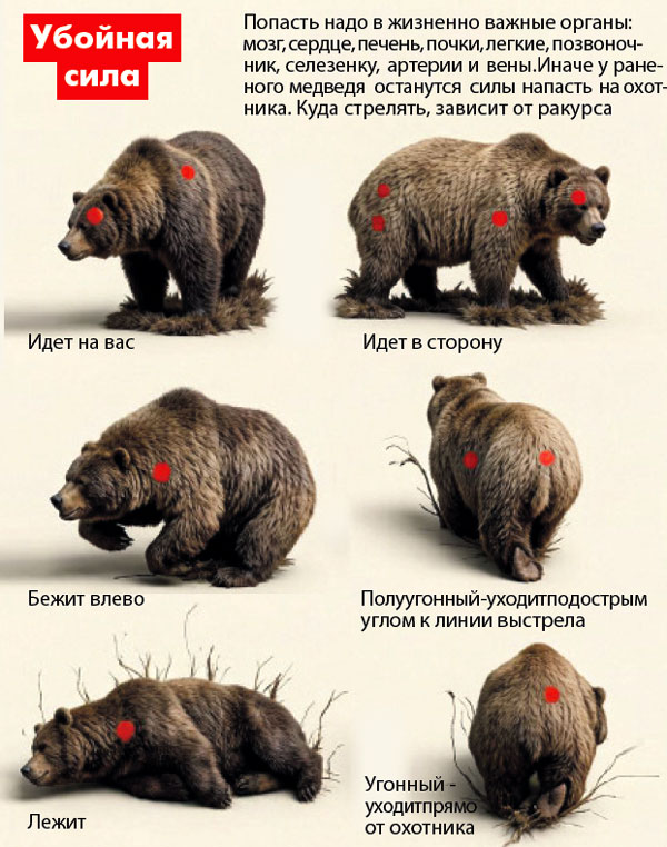 «Медведи»