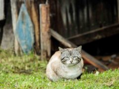 Не выносите крупные деньги из дома! Что еще нельзя делать 15 октября на Куприяна и Устинью