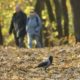 «Золотая осень закончилась»: какая погода будет в Москве с 22 октября