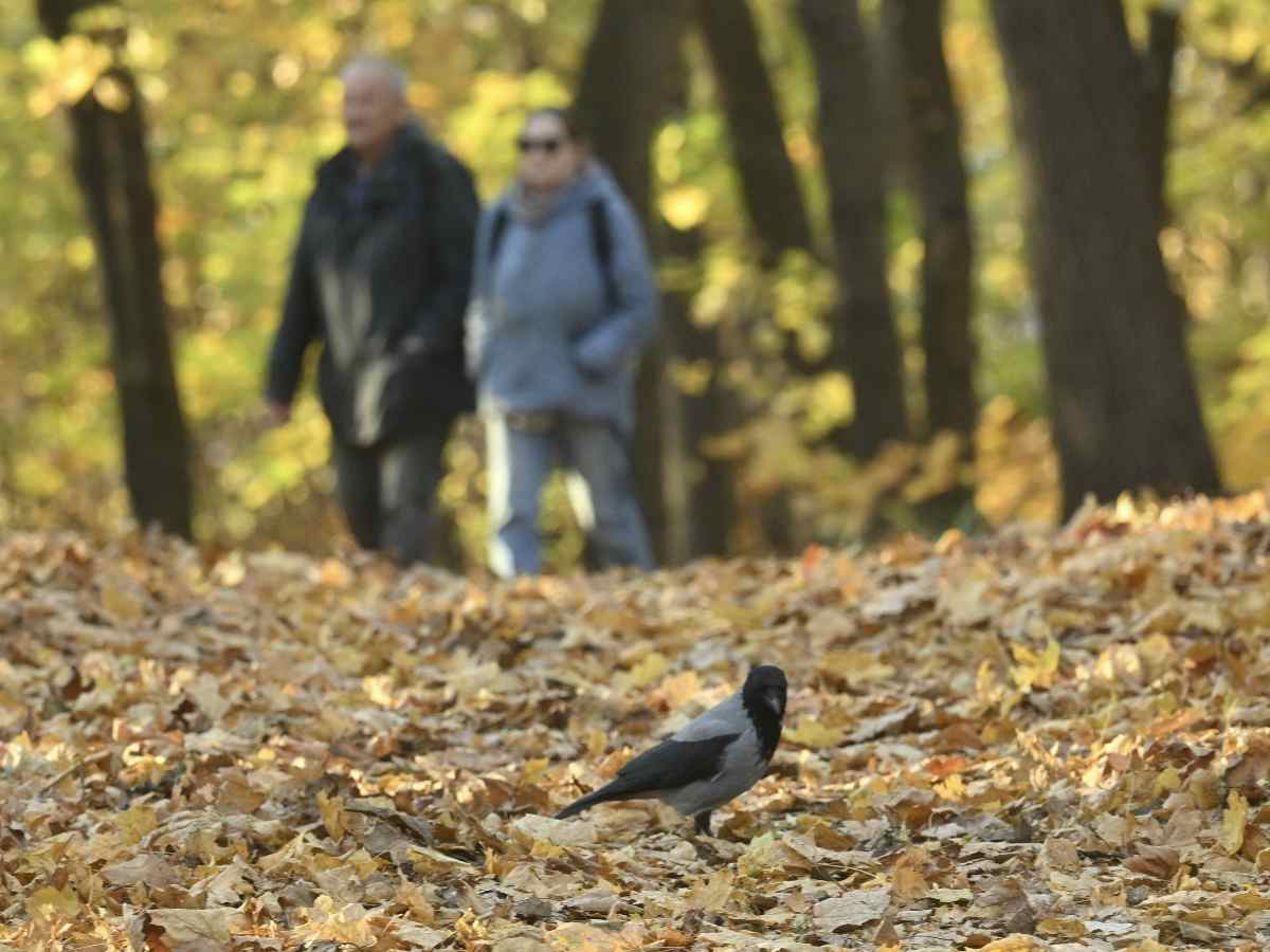 «Золотая осень закончилась»: какая погода будет в Москве с 22 октября